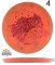Discraft CT Jawbreaker Swarm (Ledgestone 2025)